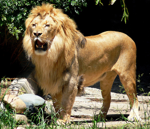 by a pride of lions while wild animals pictures lion. by a pride of lions while